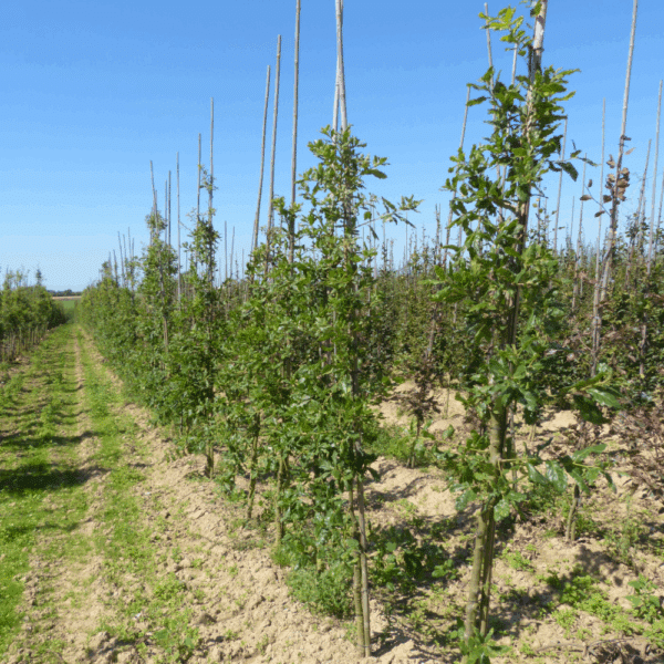 QUERCUS x turneri 'Pseudoturneri' – Image 4