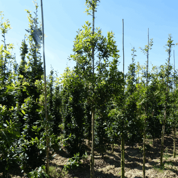QUERCUS x turneri 'Pseudoturneri' – Image 2