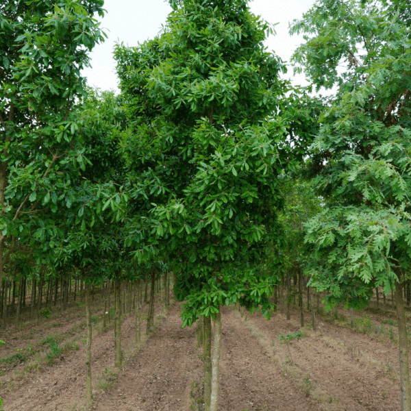 QUERCUS x turneri 'Pseudoturneri' – Image 3