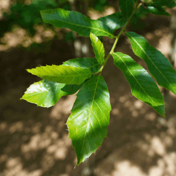 QUERCUS variabilis – Image 3