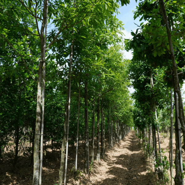 QUERCUS variabilis – Image 2