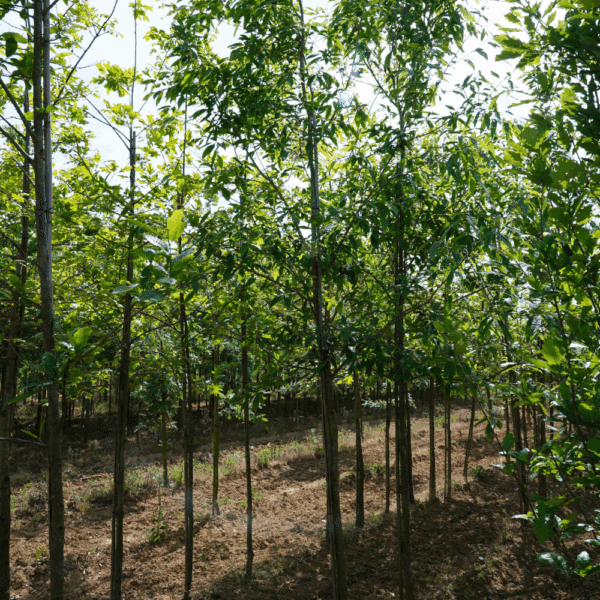 QUERCUS variabilis – Image 4