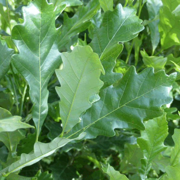 QUERCUS x warei REGAL PRINCE® 'Long' – Image 4