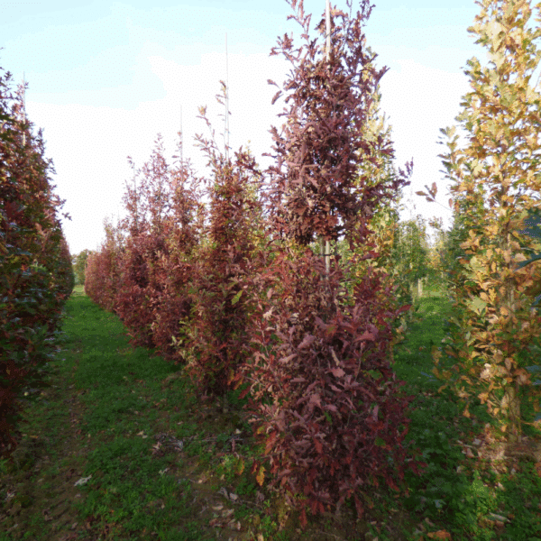 QUERCUS x warei REGAL PRINCE® 'Long' – Image 6
