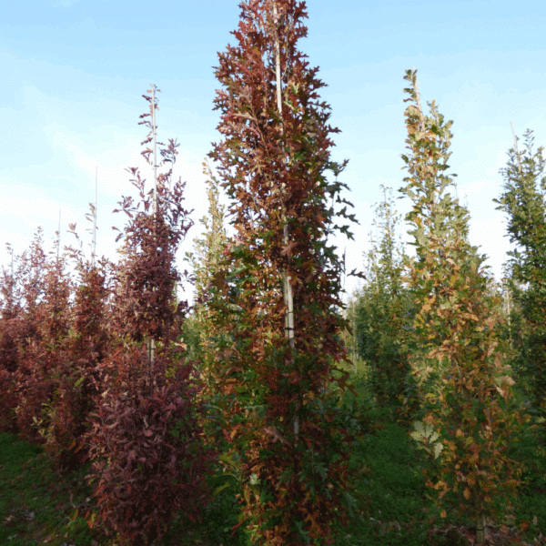 QUERCUS x warei REGAL PRINCE® 'Long' – Image 2