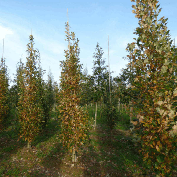 QUERCUS x warei REGAL PRINCE® 'Long' – Image 8
