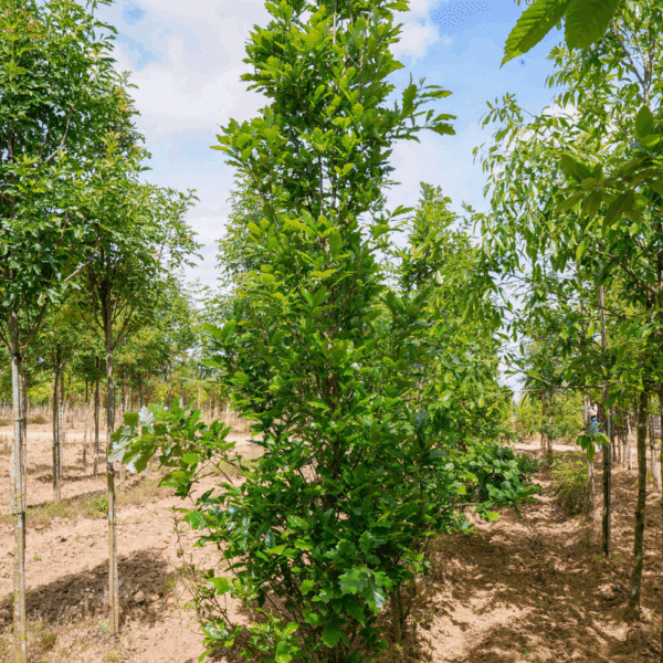 QUERCUS x warei REGAL PRINCE® 'Long' – Image 3