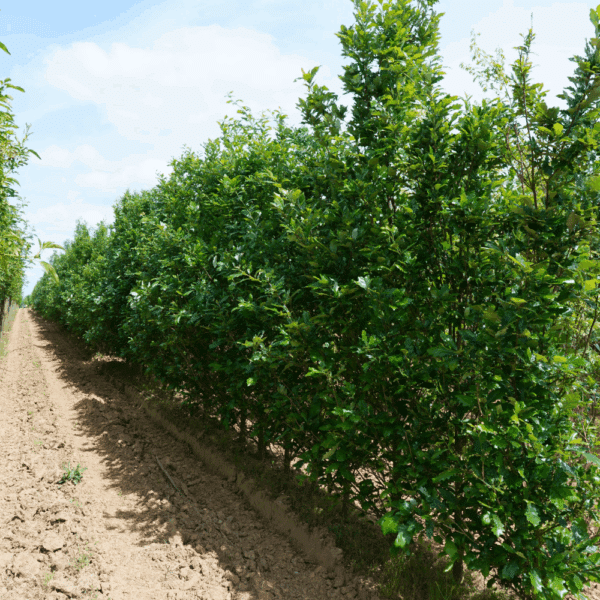 QUERCUS x warei REGAL PRINCE® 'Long' – Image 5