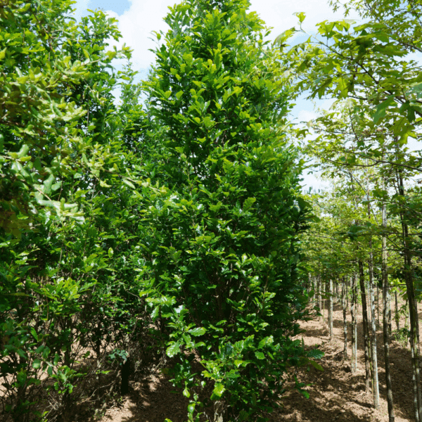 QUERCUS x warei REGAL PRINCE® 'Long' – Image 7
