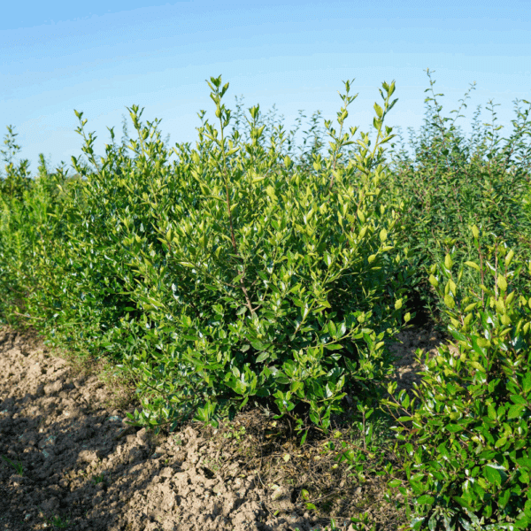 RHAMNUS alaternus – Image 2