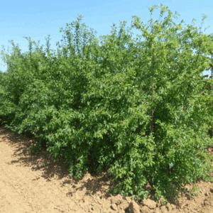 RHAMNUS cathartica