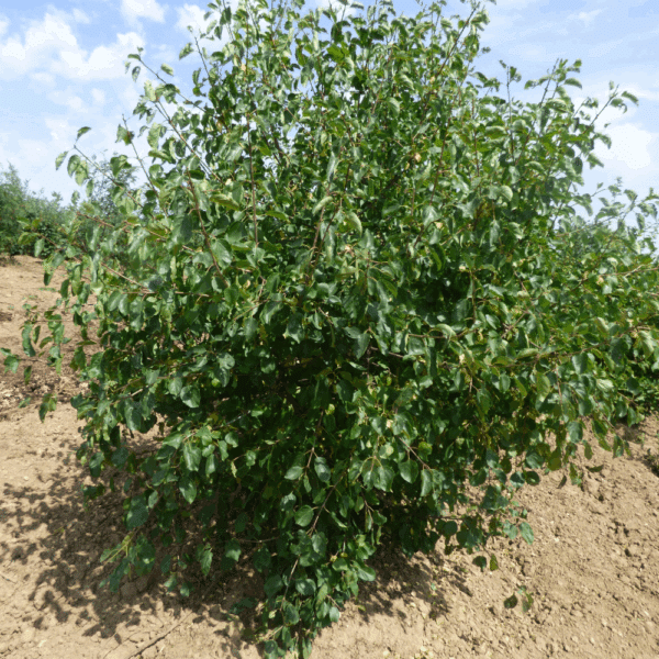 RHAMNUS cathartica – Image 4