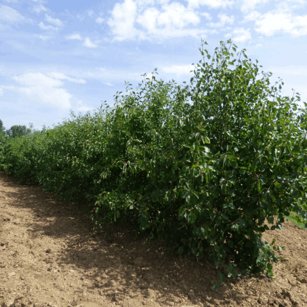 RHAMNUS cathartica – Image 2