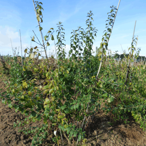 RHAMNUS cathartica – Image 3