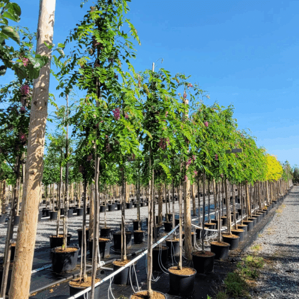 ROBINIA x margaretta CASQUE ROUGE® 'Pink Cascade' – Image 3