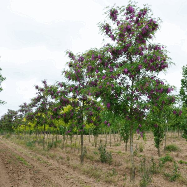 ROBINIA x margaretta CASQUE ROUGE® 'Pink Cascade' – Image 2
