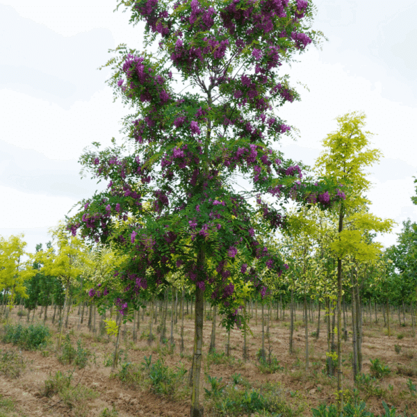 ROBINIA x margaretta CASQUE ROUGE® 'Pink Cascade' – Image 7