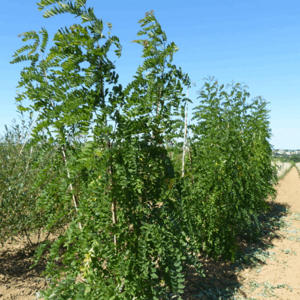 ROBINIA x margaretta CASQUE ROUGE® 'Pink Cascade' – Image 8