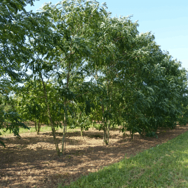 ROBINIA x margaretta CASQUE ROUGE® 'Pink Cascade' – Image 5