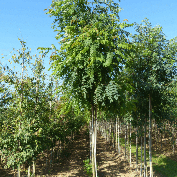 ROBINIA x margaretta CASQUE ROUGE® 'Pink Cascade' – Image 6