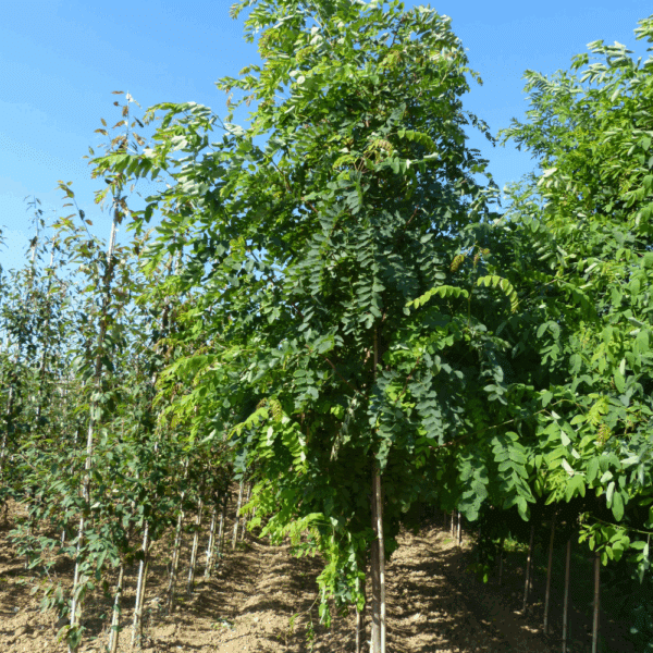 ROBINIA x margaretta CASQUE ROUGE® 'Pink Cascade' – Image 4