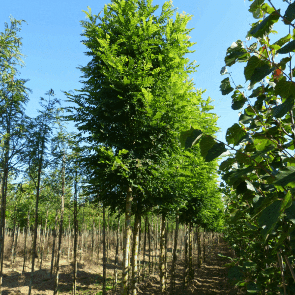 ROBINIA pseudoacacia 'Bessoniana' – Image 2