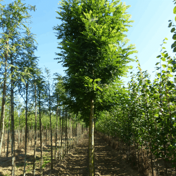 ROBINIA pseudoacacia 'Bessoniana' – Image 5