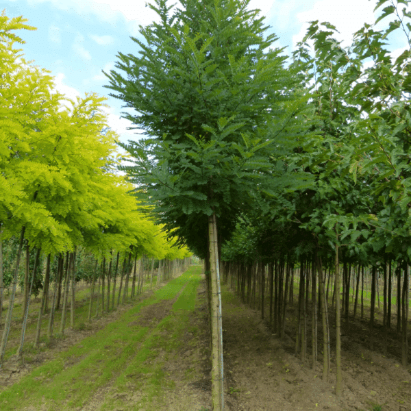 ROBINIA pseudoacacia 'Bessoniana' – Image 3