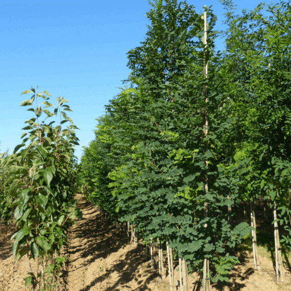 ROBINIA pseudoacacia 'Bessoniana' – Image 4