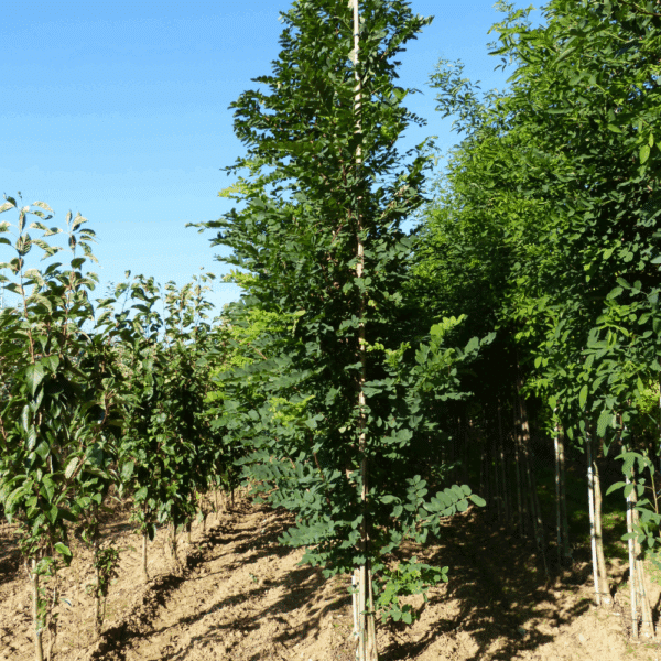 ROBINIA pseudoacacia 'Bessoniana' – Image 6