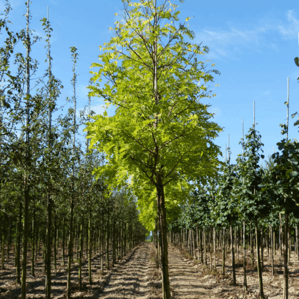 ROBINIA pseudoacacia 'Frisia' – Image 6