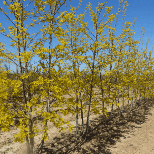 ROBINIA pseudoacacia 'Frisia' – Image 2