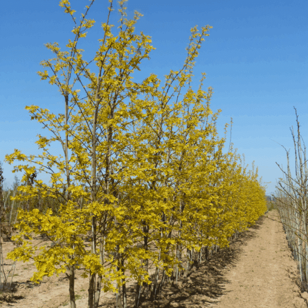 ROBINIA pseudoacacia 'Frisia' – Image 5