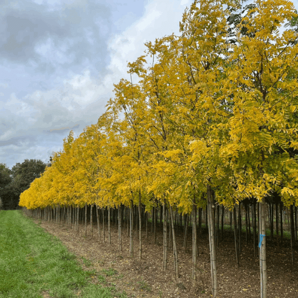 ROBINIA pseudoacacia 'Frisia' – Image 9