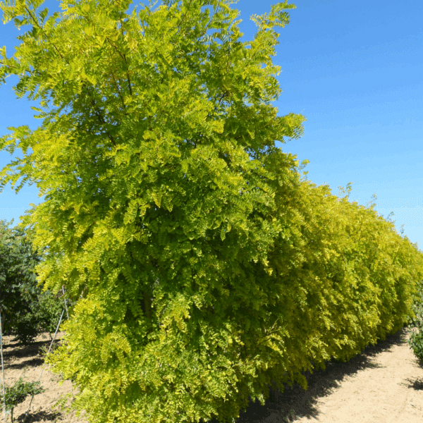 ROBINIA pseudoacacia 'Frisia' – Image 8