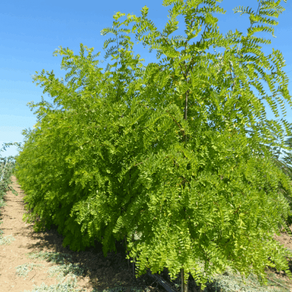 ROBINIA pseudoacacia 'Frisia' – Image 4