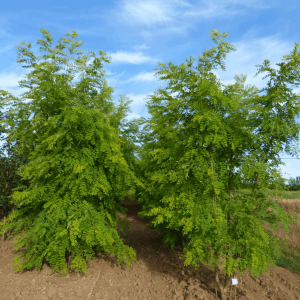 ROBINIA pseudoacacia 'Frisia' – Image 10