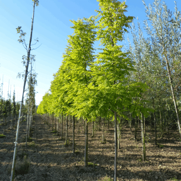 ROBINIA pseudoacacia 'Frisia' – Image 3
