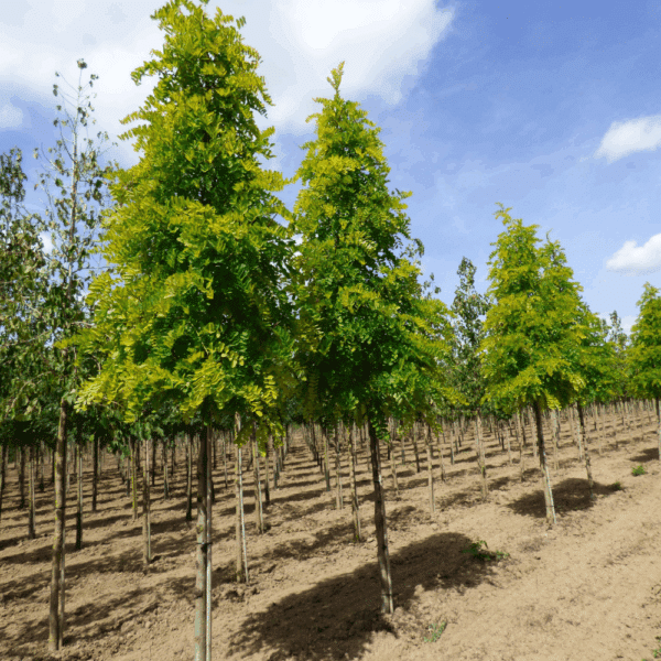 ROBINIA pseudoacacia 'Frisia' – Image 7