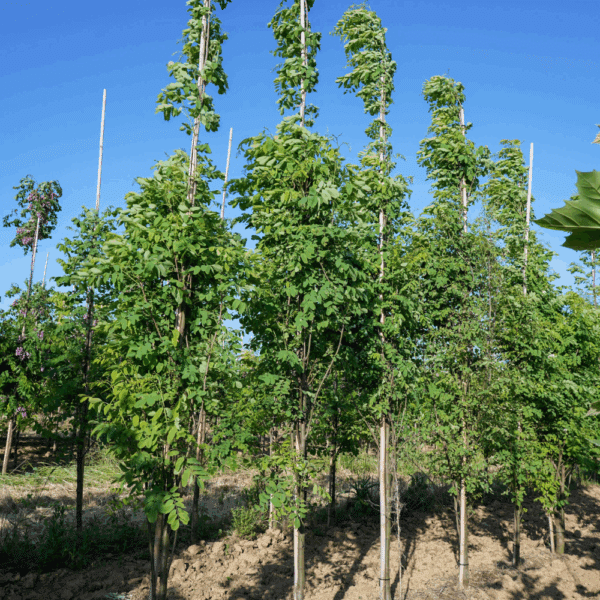 ROBINIA pseudoacacia 'Pyramidalis' – Image 2