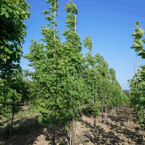 ROBINIA pseudoacacia 'Pyramidalis' – Image 4