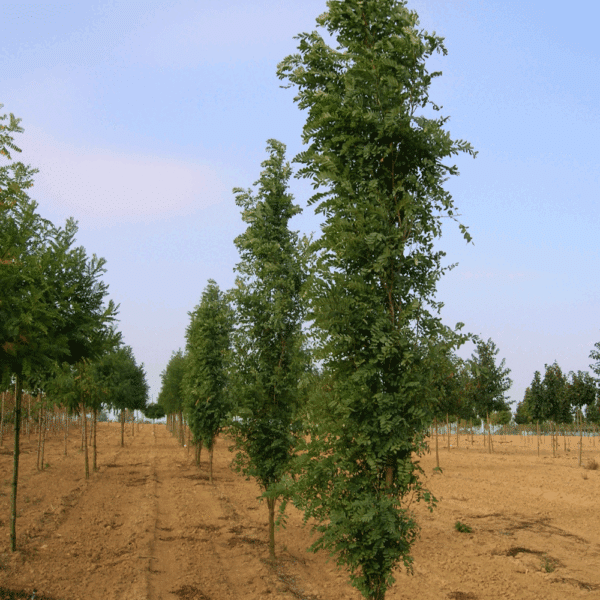 ROBINIA pseudoacacia 'Pyramidalis' – Image 5