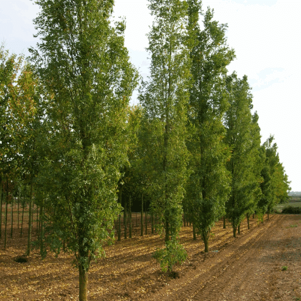 ROBINIA pseudoacacia 'Pyramidalis' – Image 3