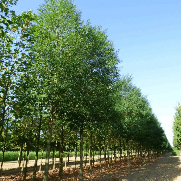 ROBINIA pseudoacacia 'Unifoliola' – Image 4