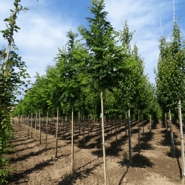 ROBINIA pseudoacacia 'Unifoliola' – Image 5