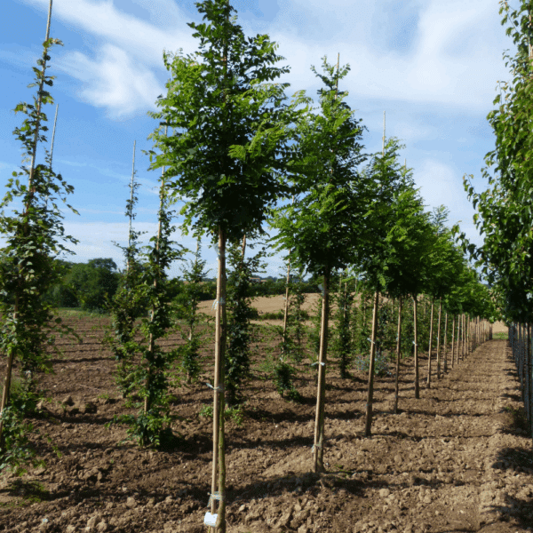 ROBINIA pseudoacacia 'Unifoliola'