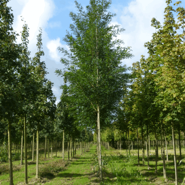 ROBINIA pseudoacacia 'Unifoliola' – Image 3