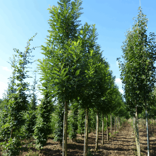 ROBINIA pseudoacacia 'Unifoliola' – Image 2