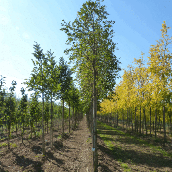 ROBINIA pseudoacacia 'Unifoliola' – Image 6