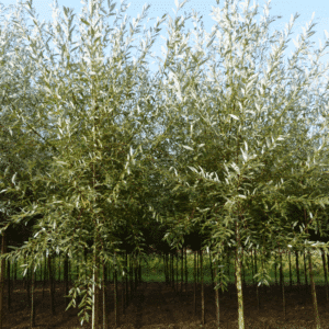 SALIX alba